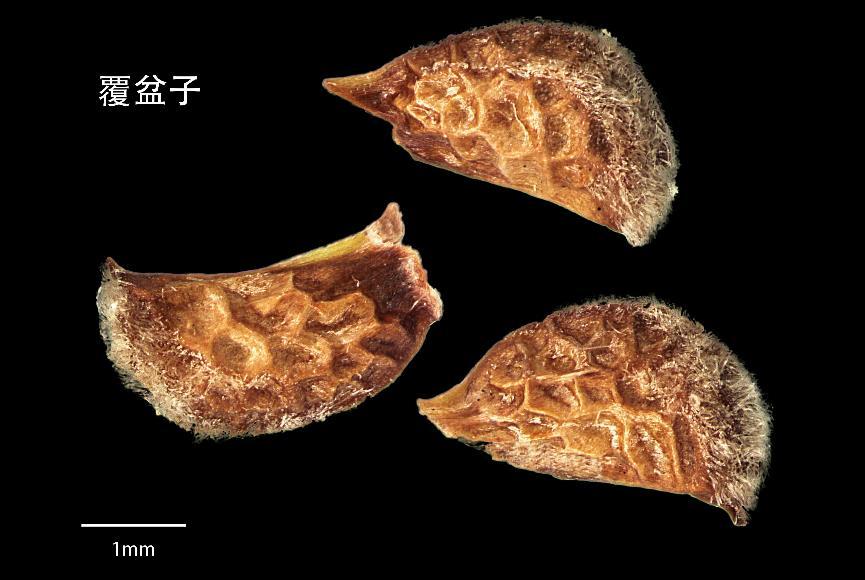 覆盆子 药材性状图鉴 资料图