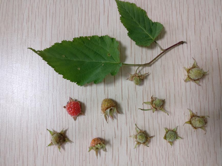 覆盆子 药材性状图鉴 资料图