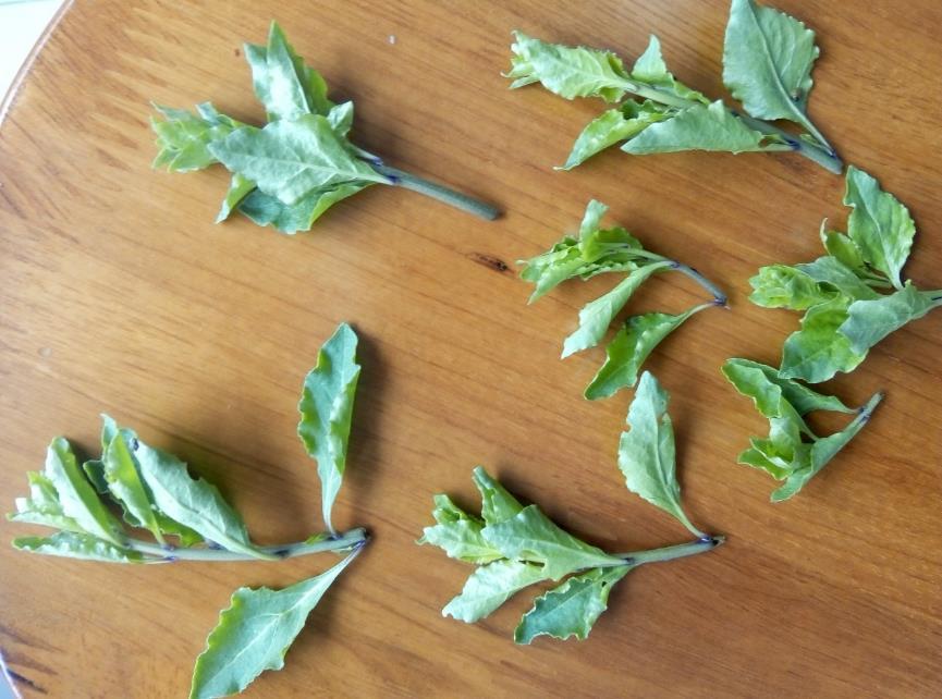 枸杞子 药材性状图鉴 资料图
