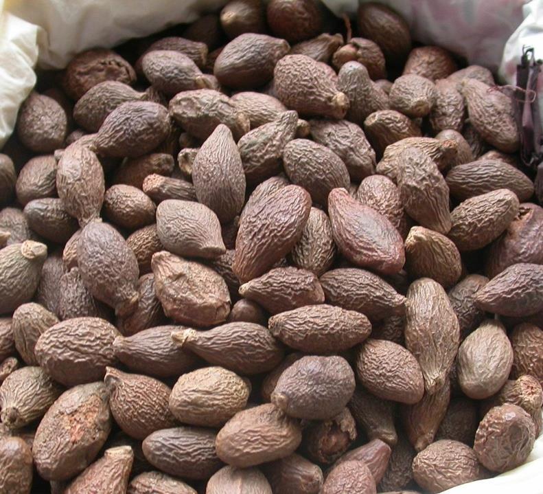 胖大海 药材性状图鉴 资料图