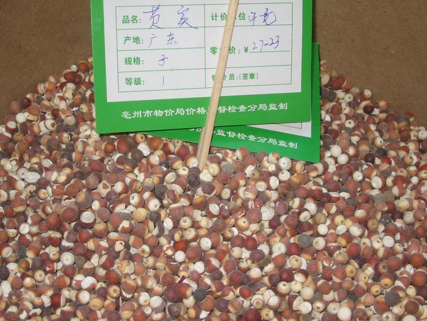 芡实 药材性状图鉴 资料图