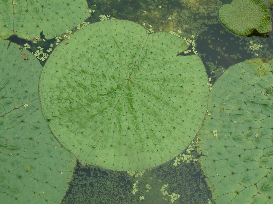 芡实 药材性状图鉴 资料图