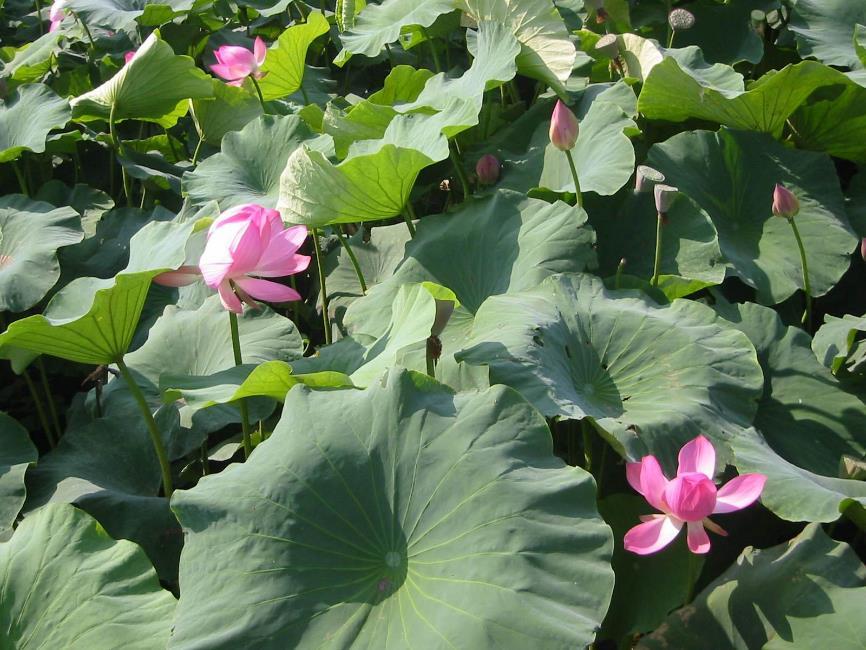芡实 药材性状图鉴 资料图