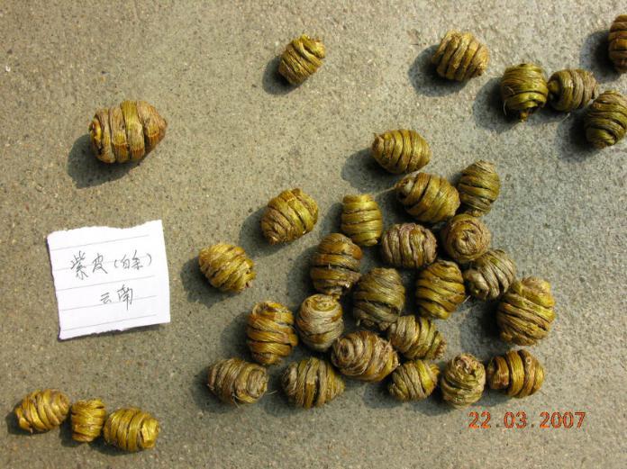 铁皮石斛 药材性状图鉴 资料图