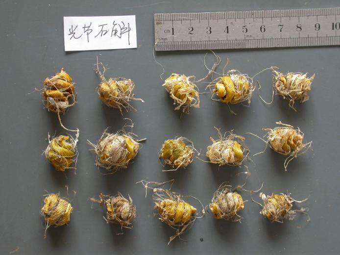 铁皮石斛 药材性状图鉴 资料图