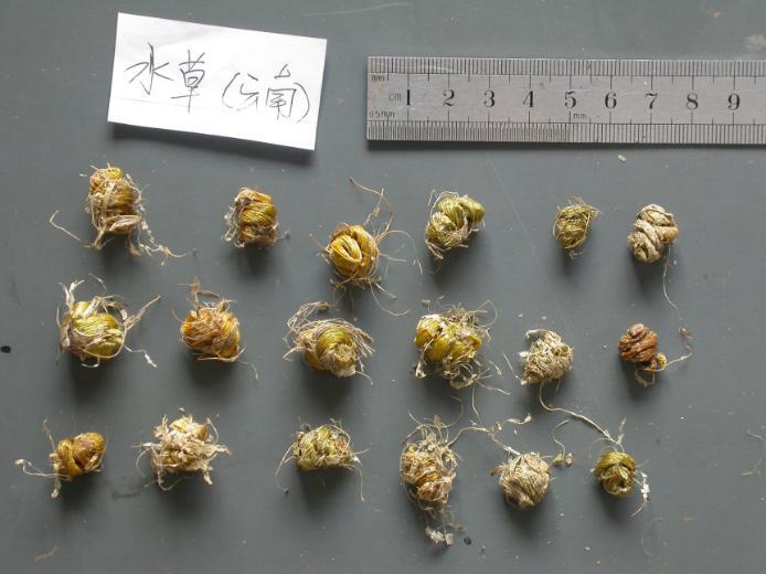 铁皮石斛 药材性状图鉴 资料图