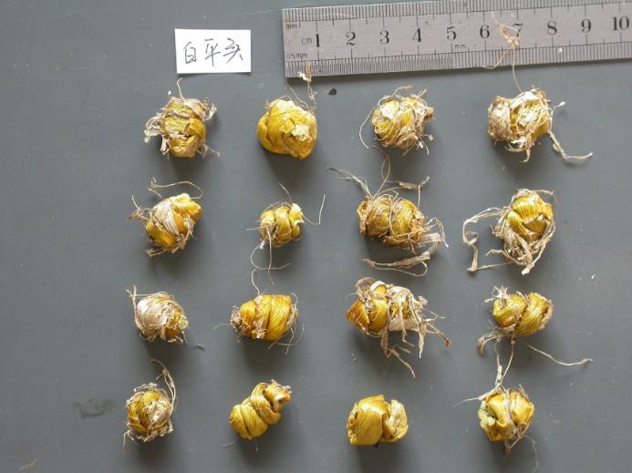 铁皮石斛 药材性状图鉴 资料图