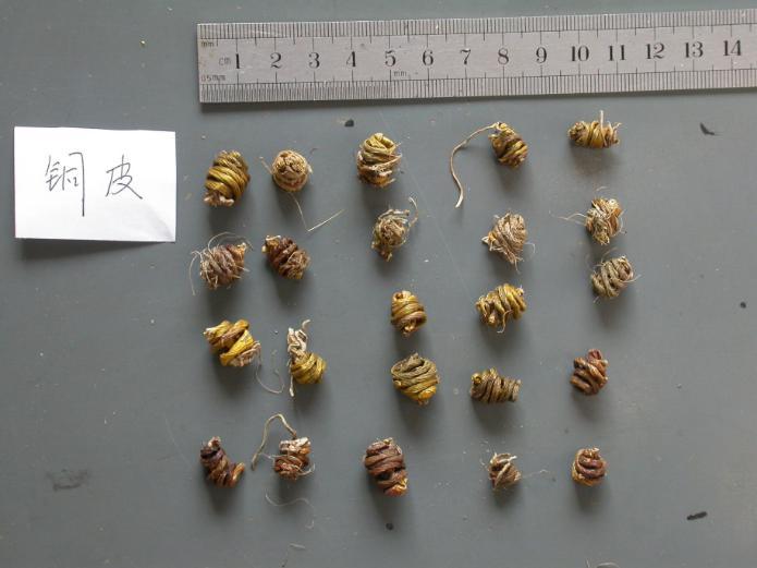铁皮石斛 药材性状图鉴 资料图