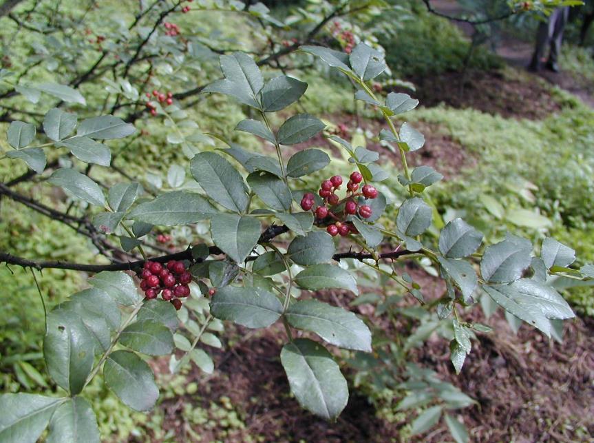 花椒 药材性状图鉴 资料图