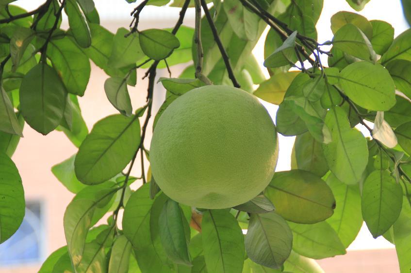 化橘红 药材性状图鉴 资料图