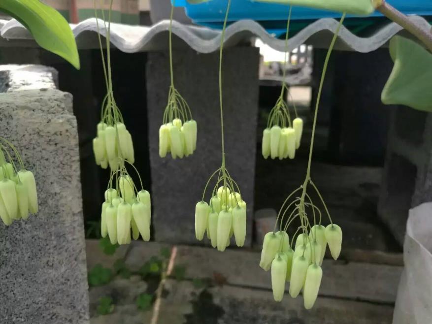 黄精 药材性状图鉴 资料图