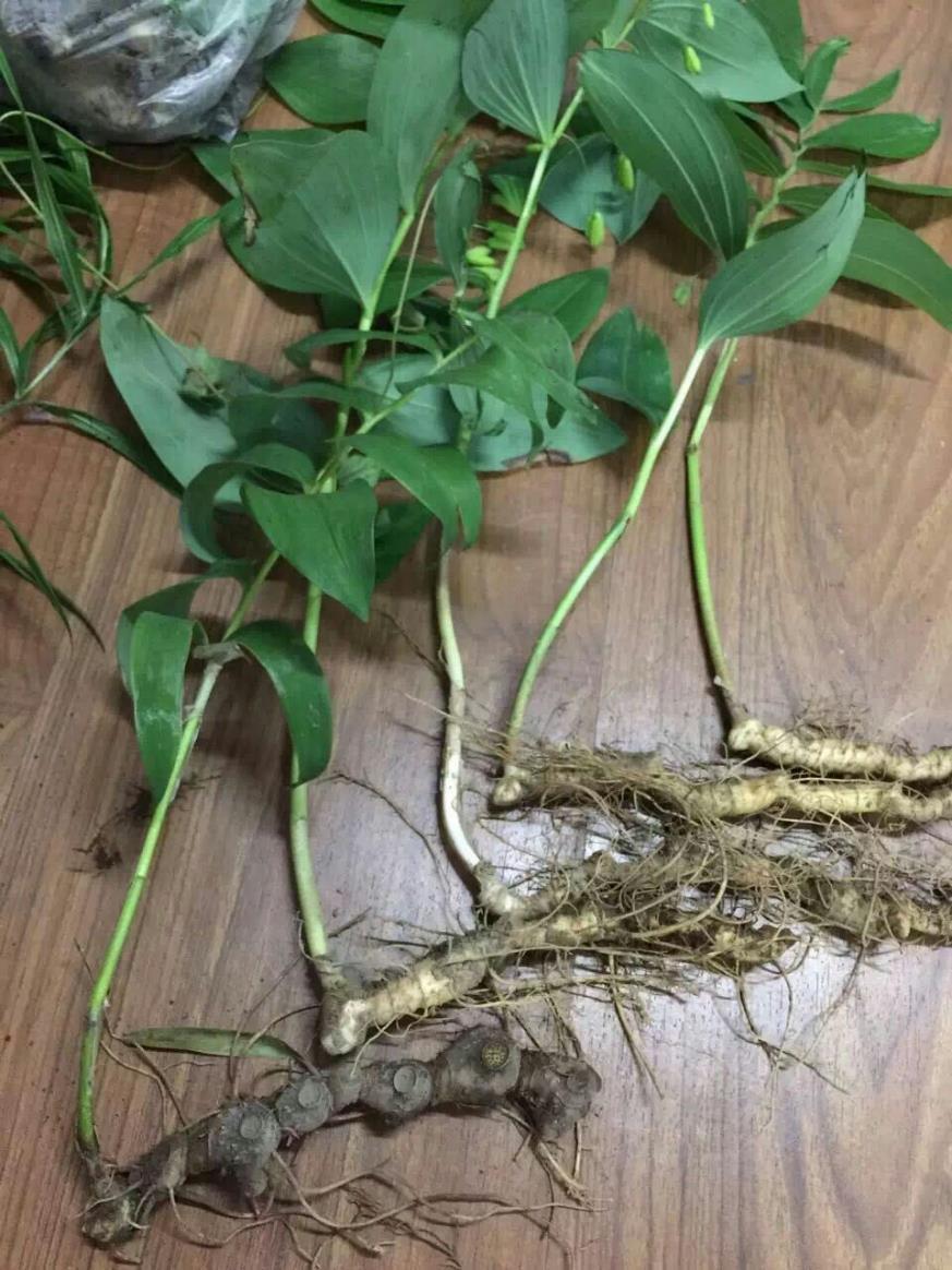 黄精 药材性状图鉴 资料图