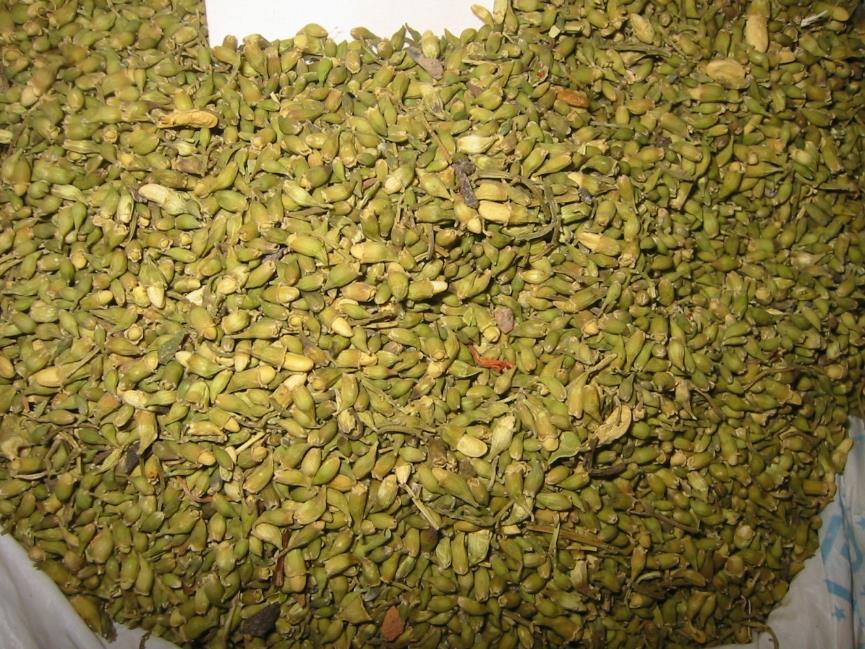 槐花 药材性状图鉴 资料图