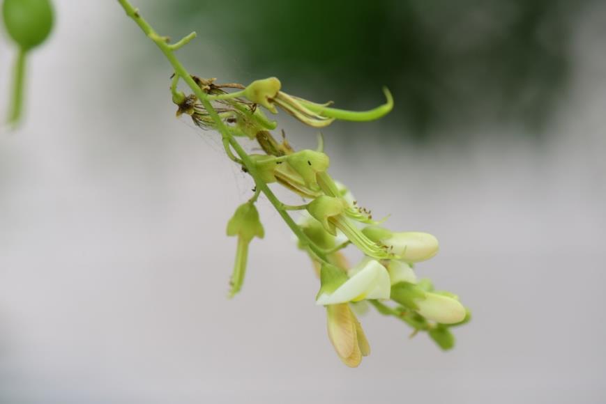 槐花 药材性状图鉴 资料图
