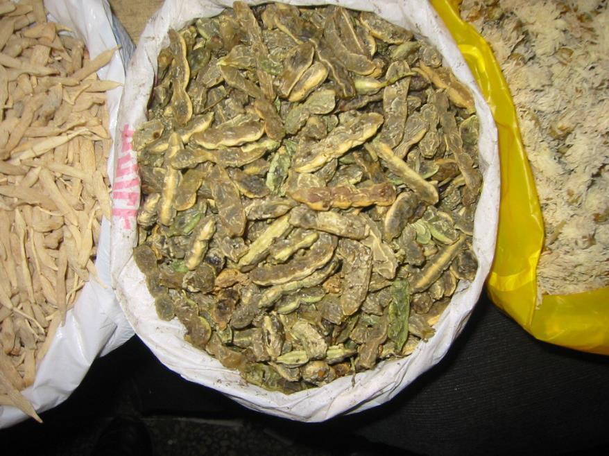 槐花 药材性状图鉴 资料图