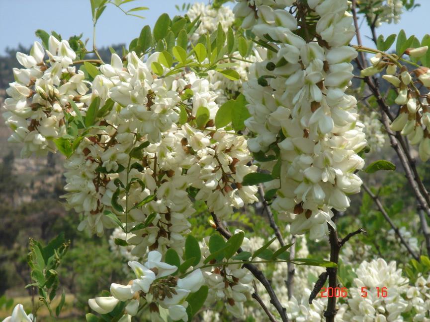槐花 药材性状图鉴 资料图