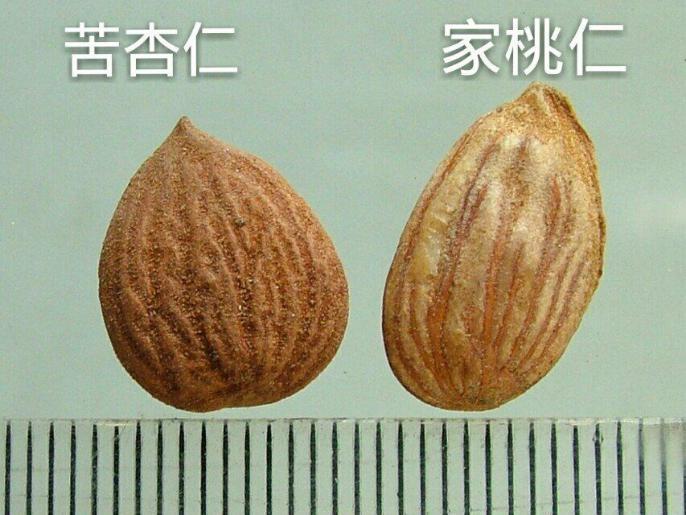 桃仁 药材性状图鉴 资料图