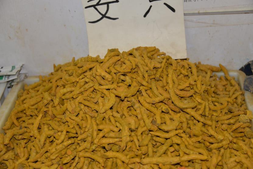 姜黄 药材性状图鉴 资料图