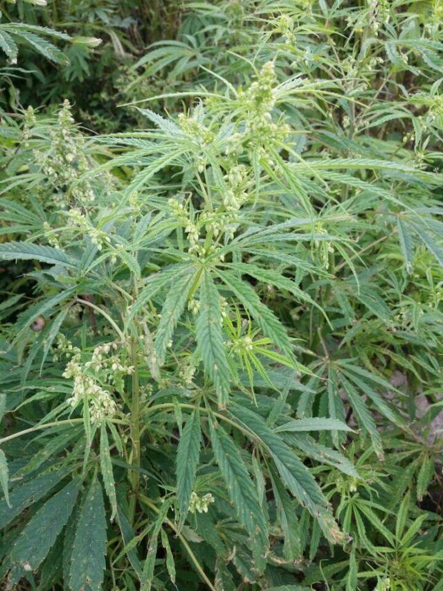火麻仁 药材性状图鉴 资料图