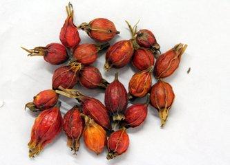 栀子 药材性状图鉴 资料图
