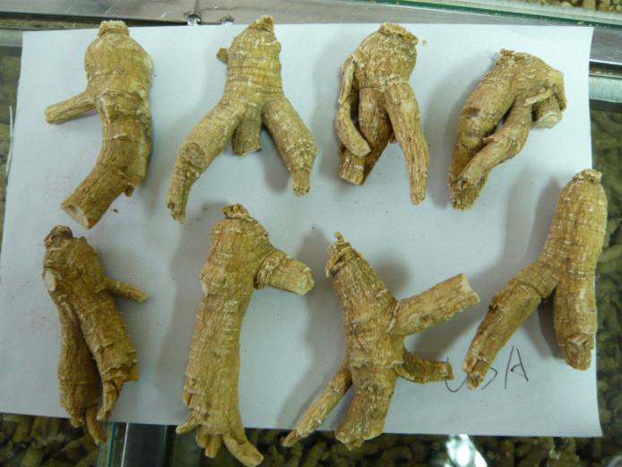 西洋参 药材性状图鉴 资料图
