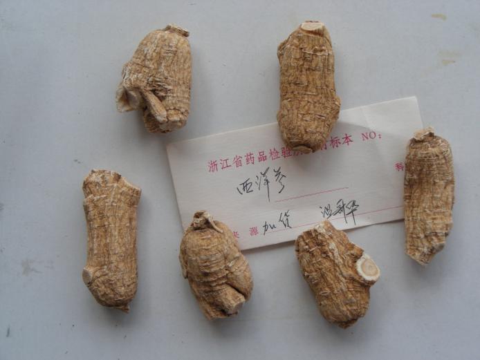 西洋参 药材性状图鉴 资料图