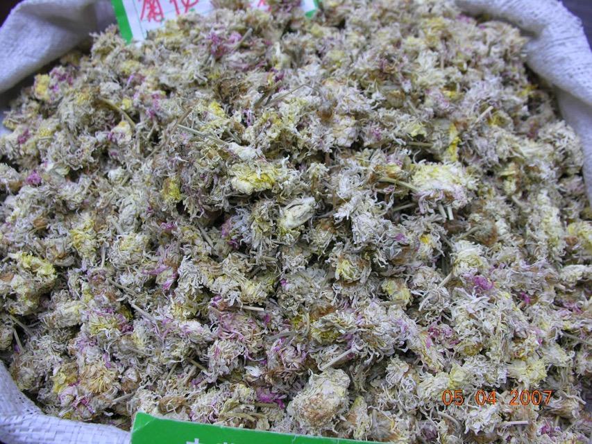 菊花 药材性状图鉴 资料图