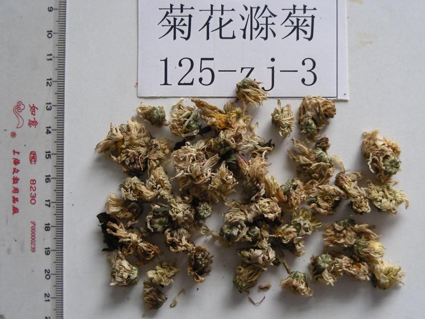 菊花 药材性状图鉴 资料图