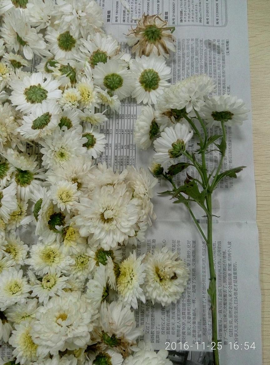 菊花 药材性状图鉴 资料图