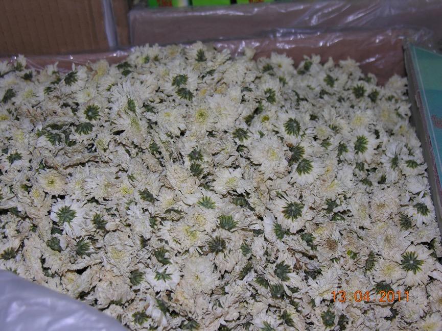 菊花 药材性状图鉴 资料图
