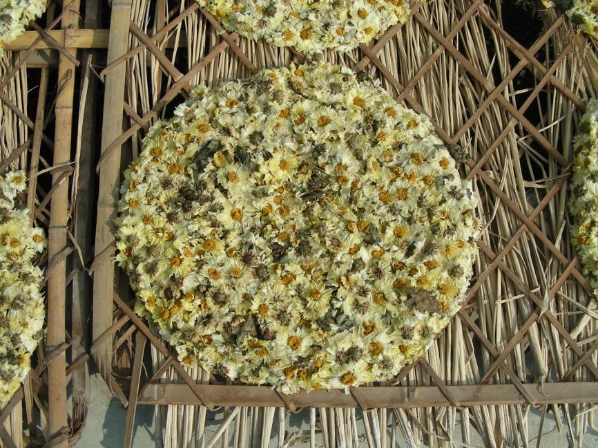 菊花 药材性状图鉴 资料图