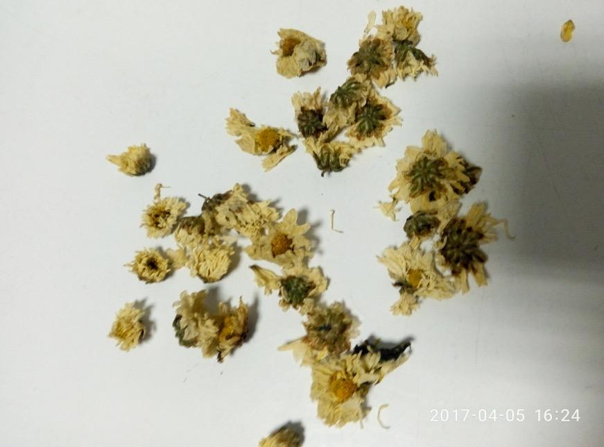 菊花 药材性状图鉴 资料图