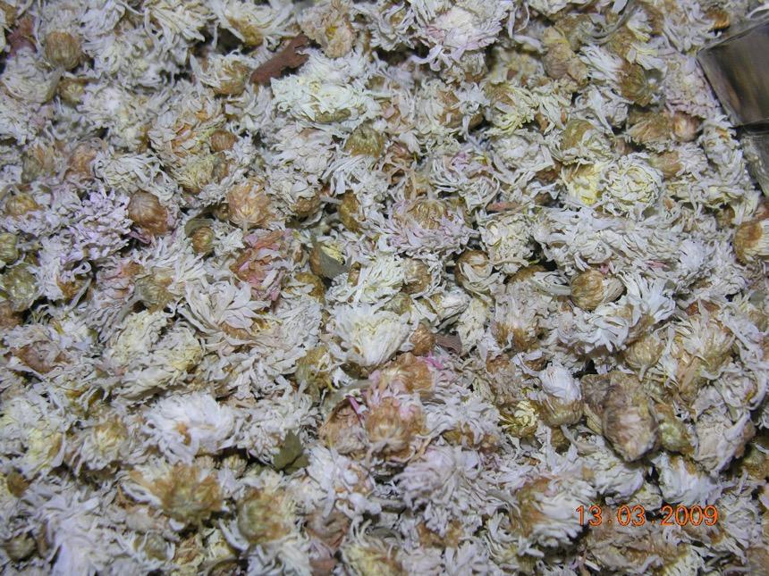 菊花 药材性状图鉴 资料图