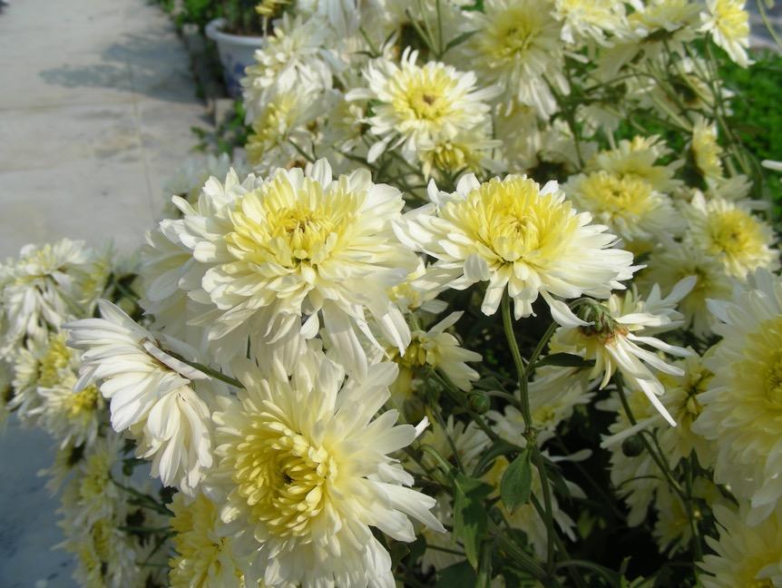 菊花 药材性状图鉴 资料图