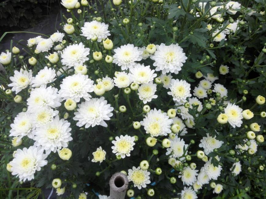 菊花 药材性状图鉴 资料图