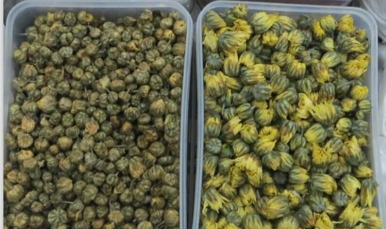 菊花 药材性状图鉴 资料图