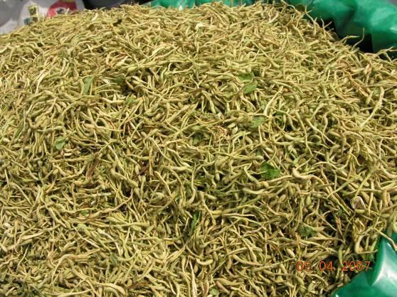 金银花 药材性状图鉴 资料图
