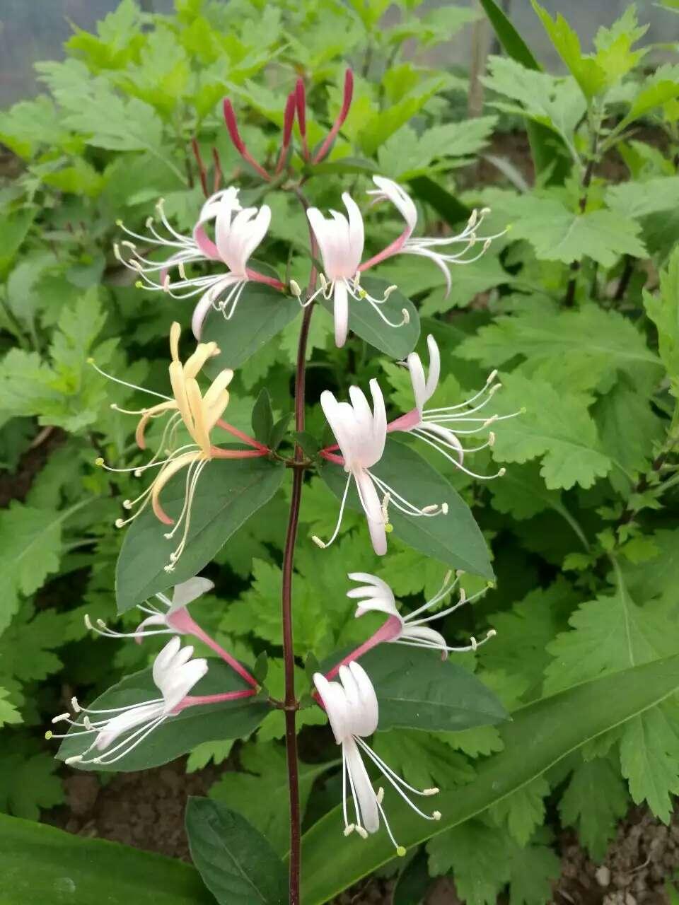 金银花 药材性状图鉴 资料图