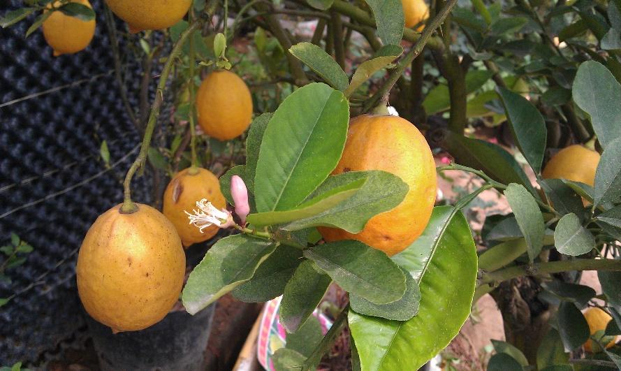 香橼 药材性状图鉴 资料图