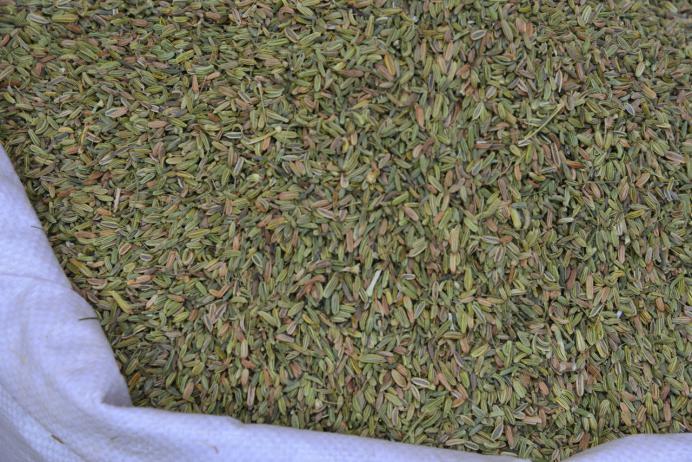 小茴香 药材性状图鉴 资料图
