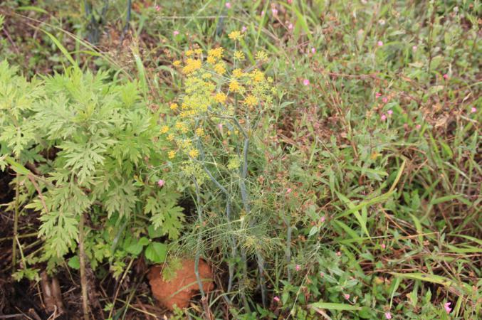 小茴香 药材性状图鉴 资料图