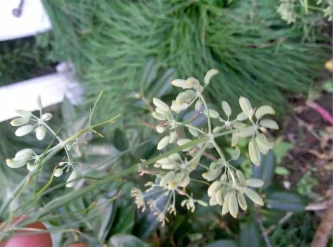 小茴香 药材性状图鉴 资料图