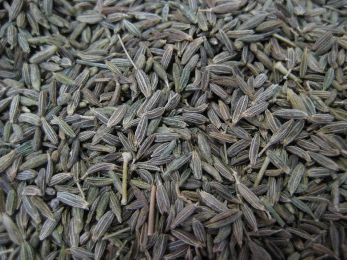 小茴香 药材性状图鉴 资料图