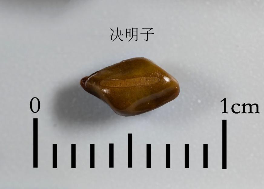 决明子 药材性状图鉴 资料图