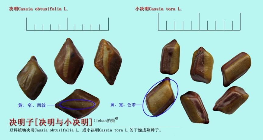 决明子 药材性状图鉴 资料图