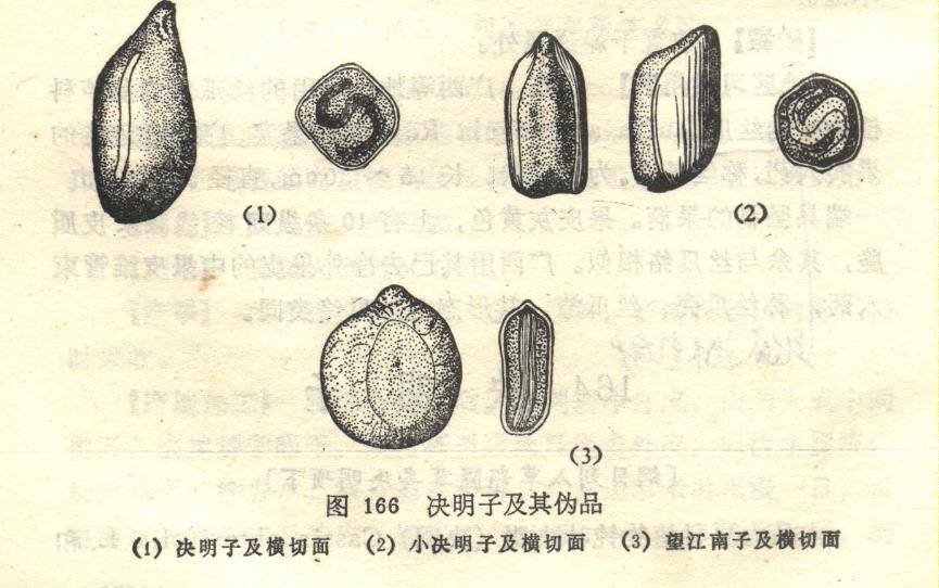 决明子 药材性状图鉴 资料图