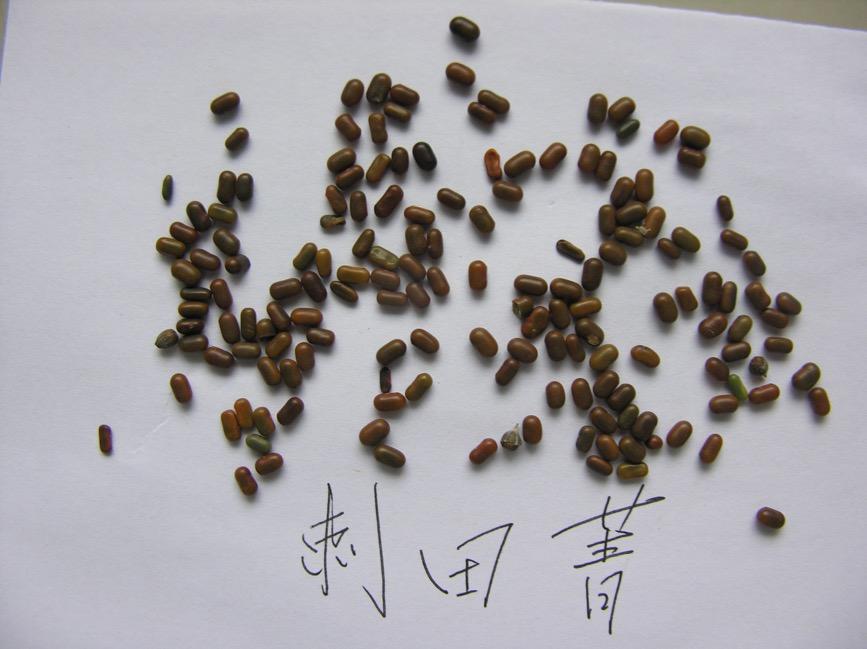 决明子 药材性状图鉴 资料图