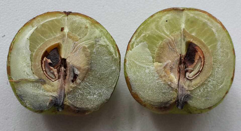 余甘子 药材性状图鉴 资料图