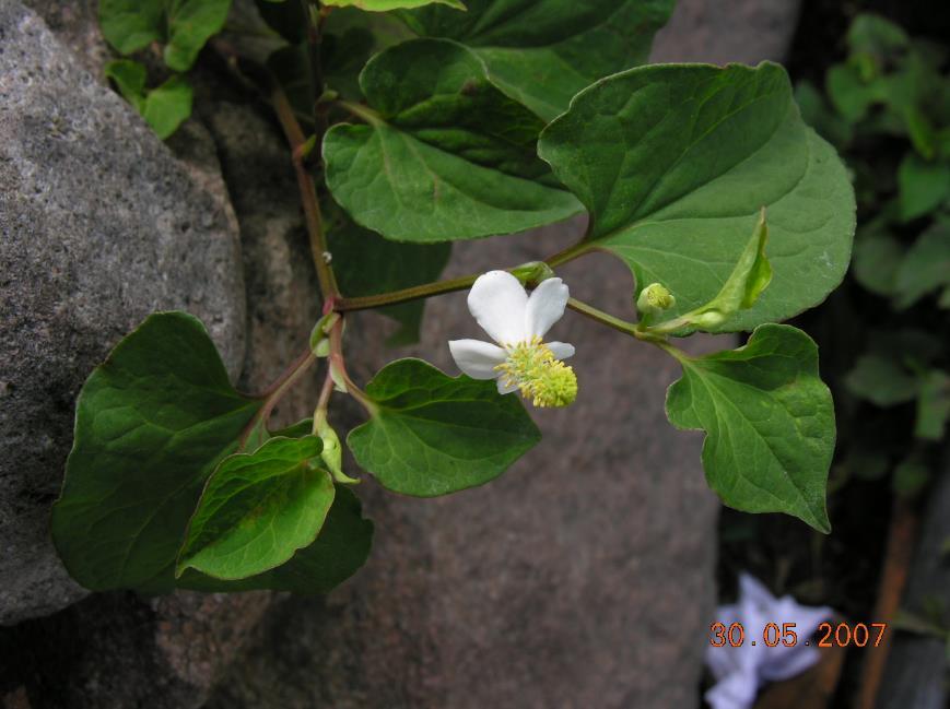 鱼腥草 药材性状图鉴 资料图