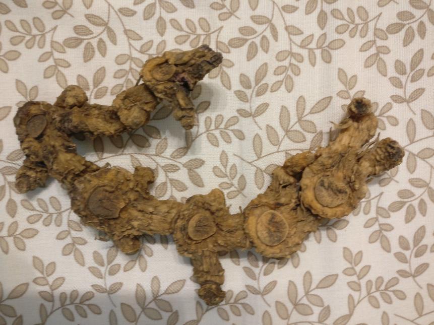 玉竹 药材性状图鉴 资料图